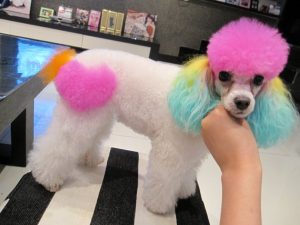 tinte-para-perros-01